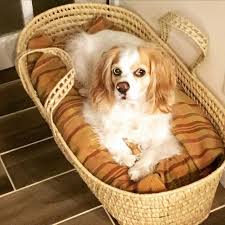 Dog Moses basket