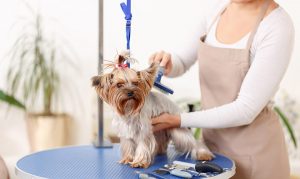  dog grooming