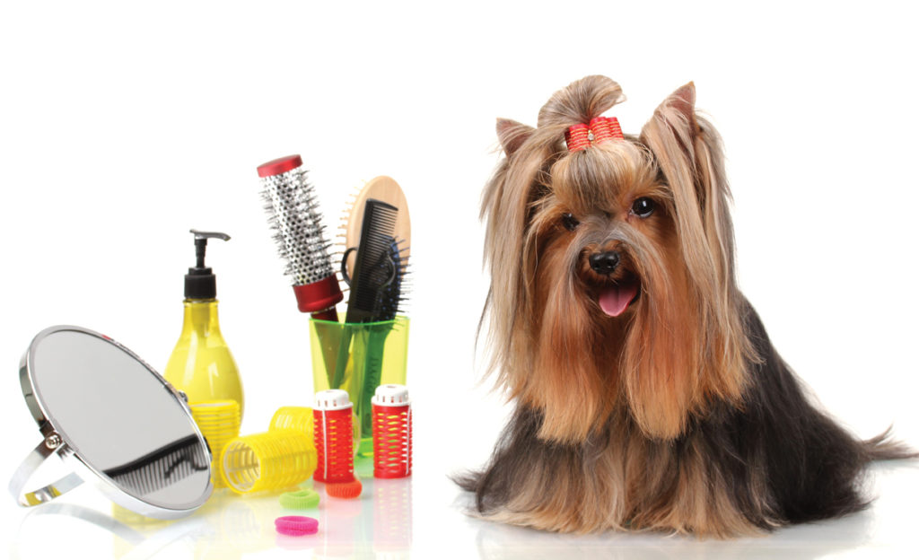 Mobile dog grooming services